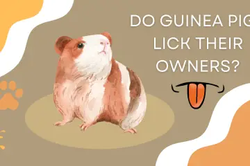 do guinea pigs lick their owners