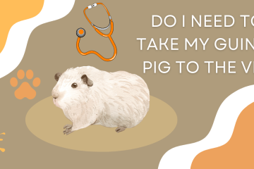 do guinea pigs need to go to the vet