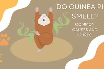 do guinea pigs smell