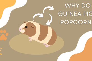 guinea pigs popcorn