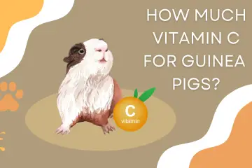guinea pigs vitamin c