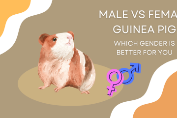 male vs female guinea pig