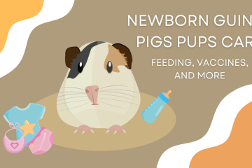 newborn guinea pigs