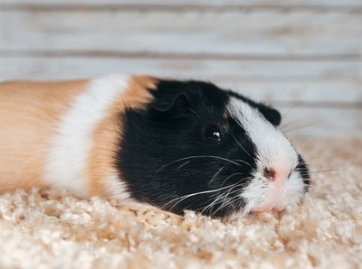 overweight guinea pig