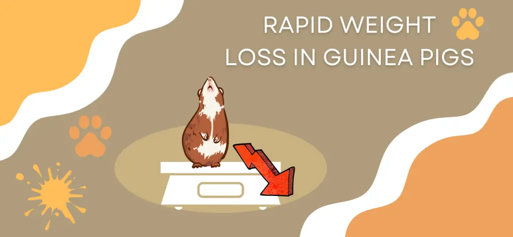 rapid weight loss in guinea pigs