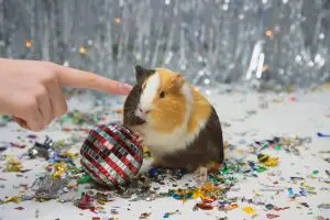 Guinea Pig Wheel and balls toys