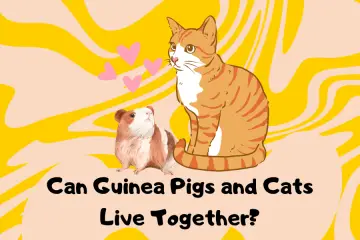 can guinea pigs and cats live together