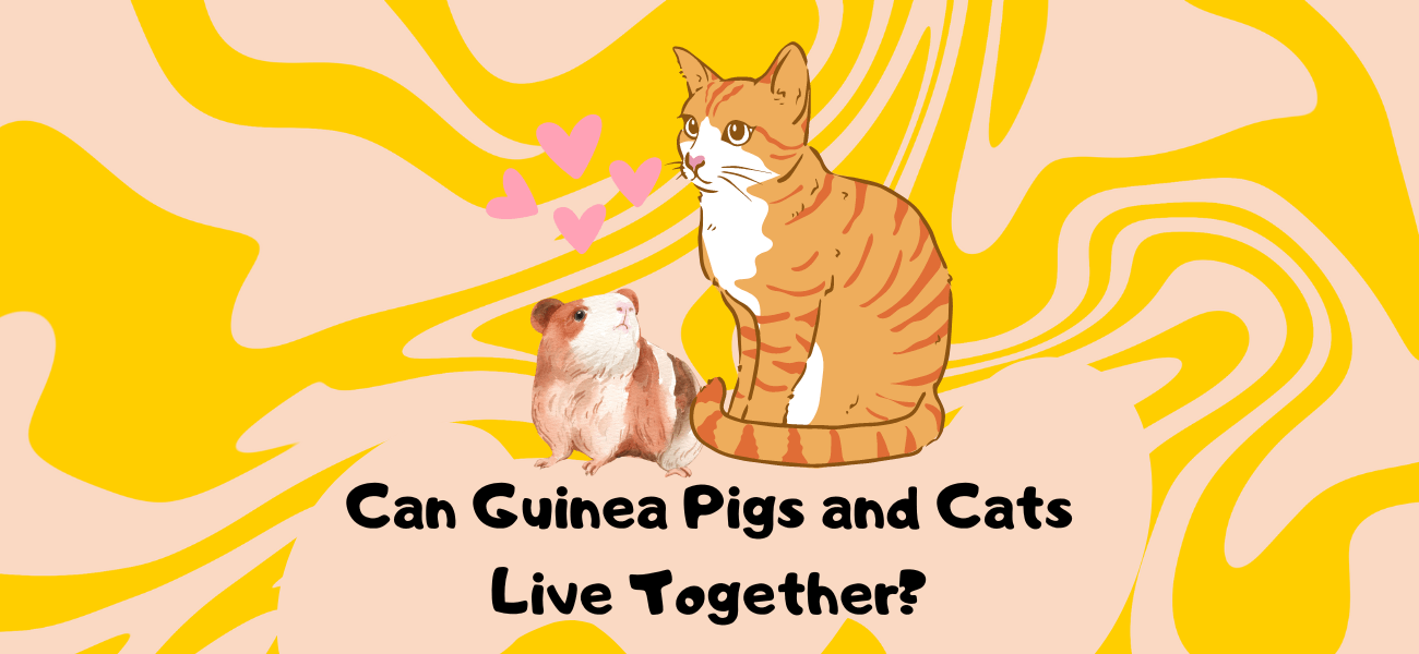 can guinea pigs and cats live together
