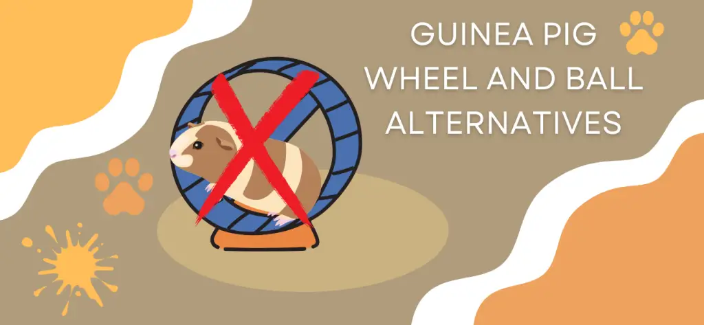 guinea pig wheel and ball