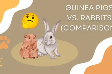 guinea pigs vs rabbits