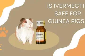 is ivermectin safe for guinea pigs