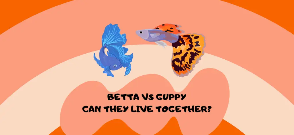 Betta vs Guppy Can They Live Together