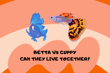 Betta vs Guppy Can They Live Together