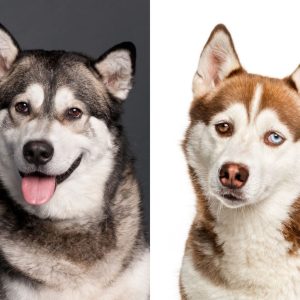 Alaskan Malmute vs Siberian Husky Compared