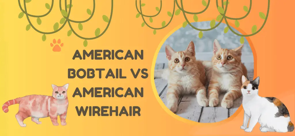 american bobtail vs american wirehair