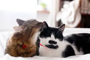 Bobtail cat vs wirehair cat