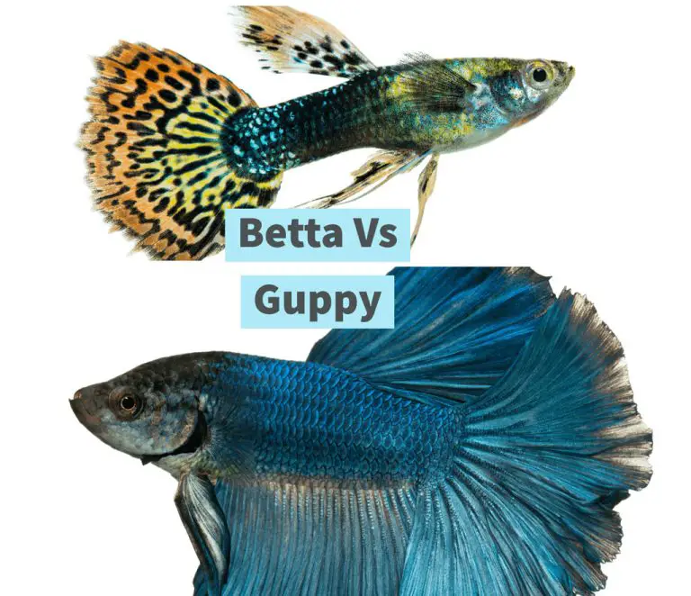 Betta Fish vs Guppy Fish comparison