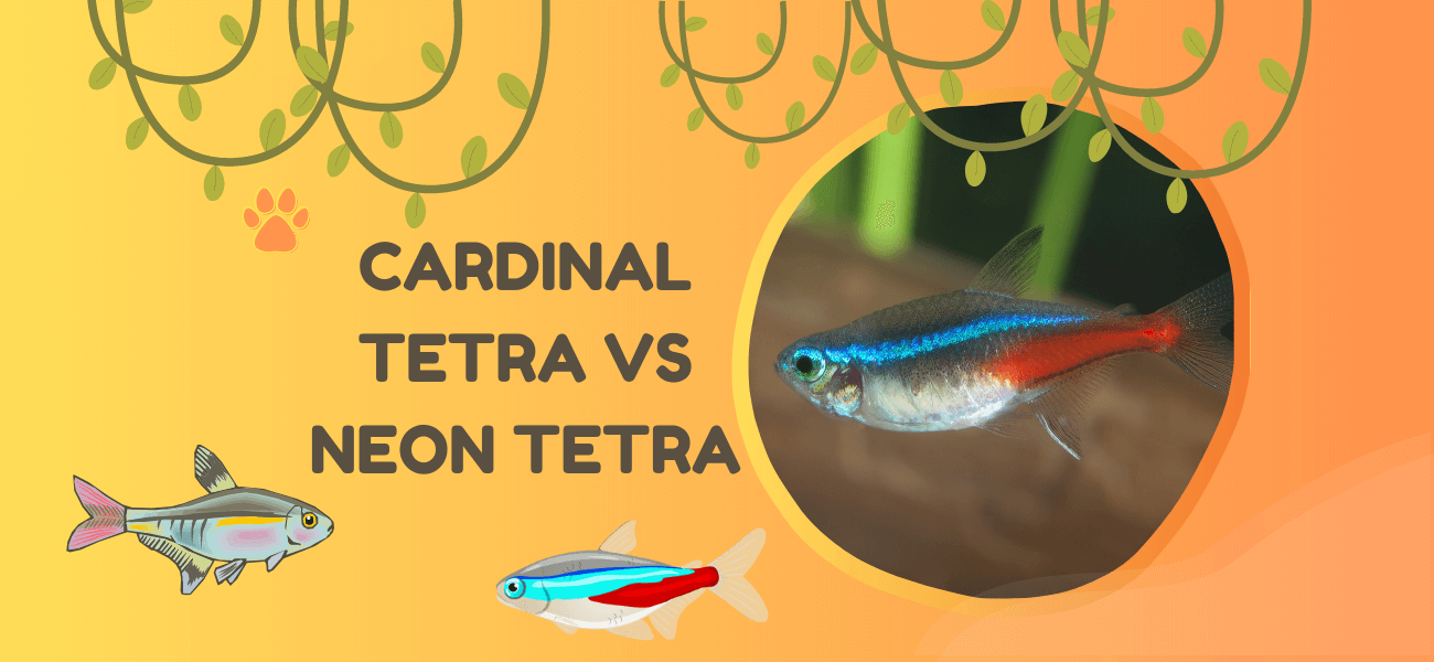 cardinal tetra vs neon tetra
