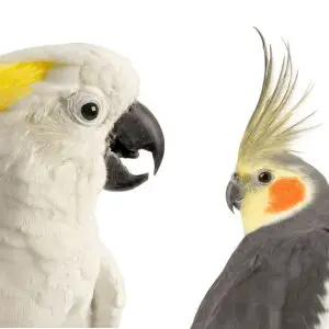 Cockatoo vs Cockatiel Comparison