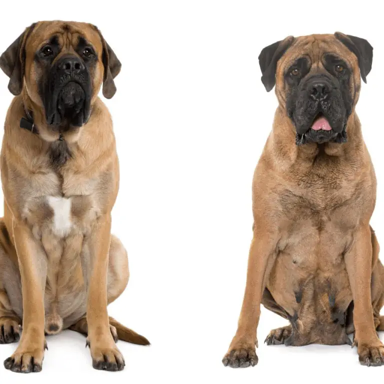 English Mastiff vs Bullmastiff dog comparison