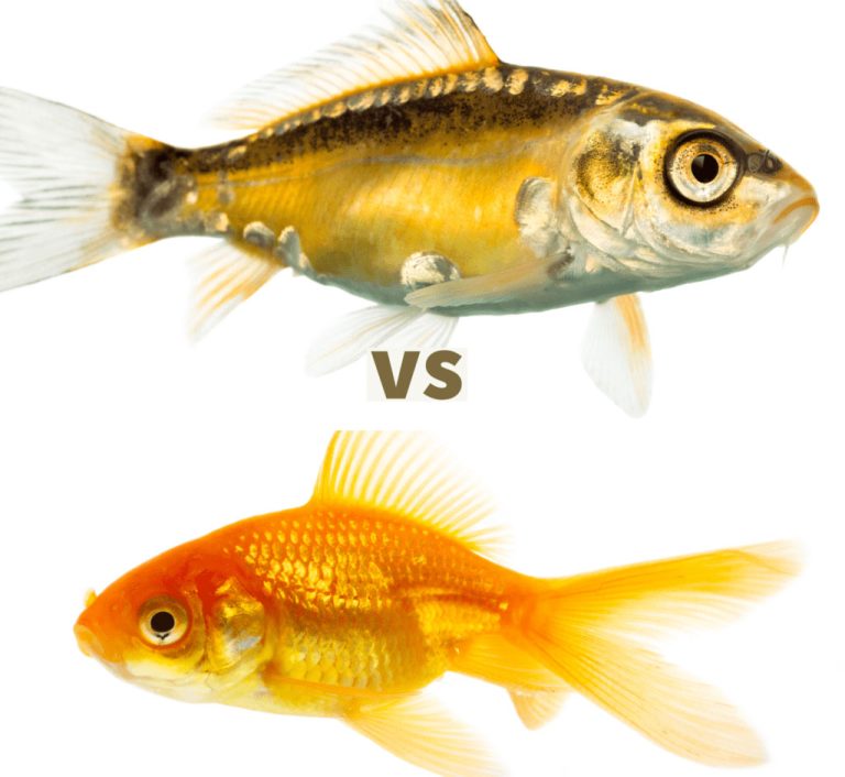 Koi vs Goldfish Comparison