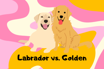 labrador retriever vs golden retriever