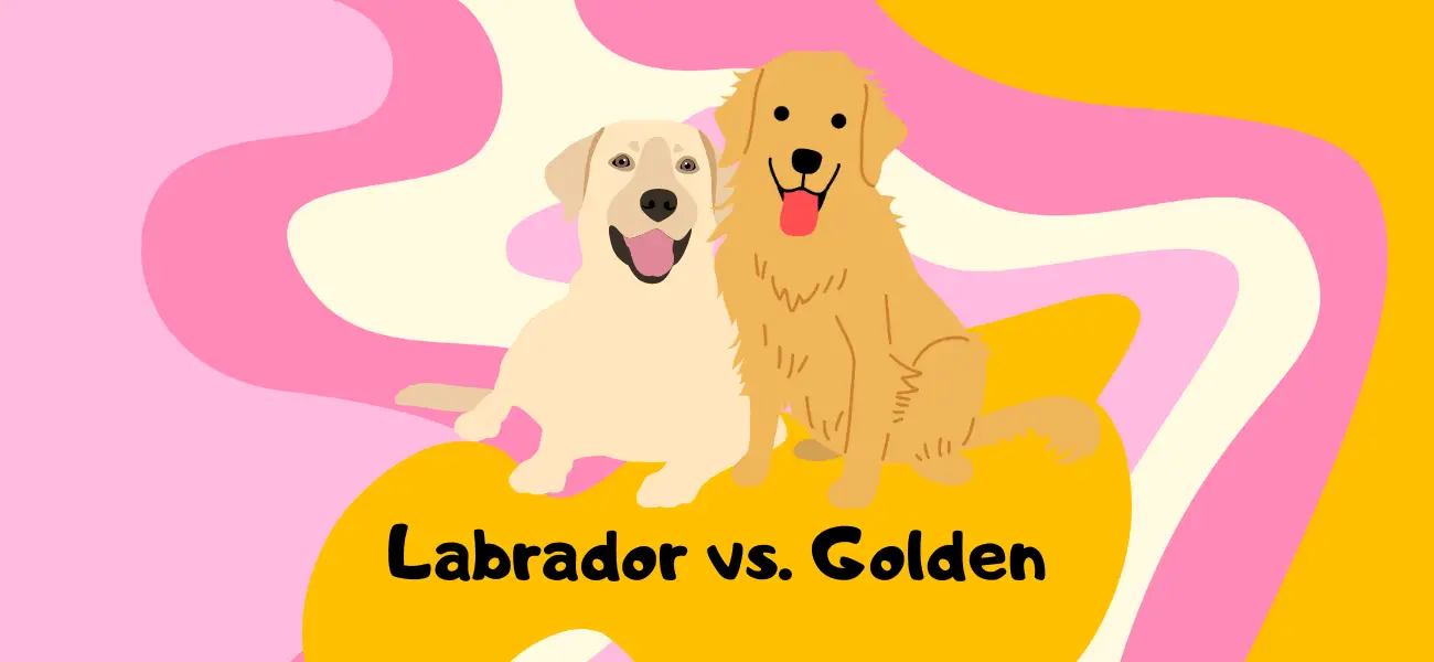 labrador retriever vs golden retriever