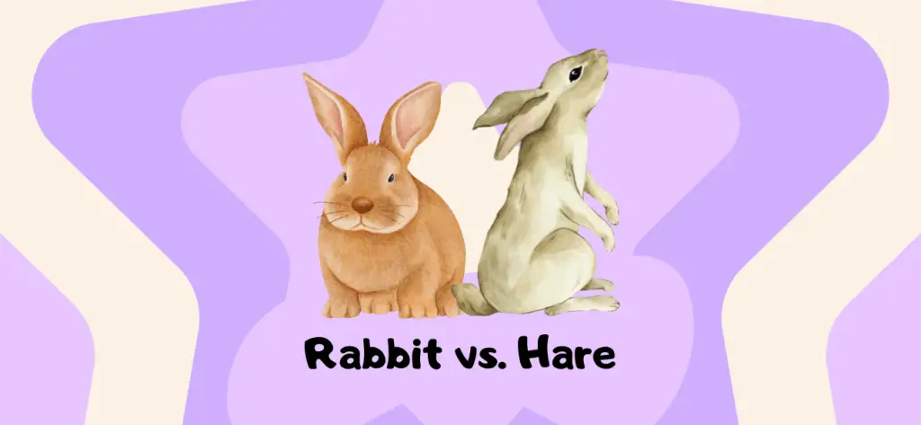 rabbit vs hare