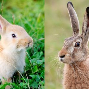 Rabbit vs Hare Comparisons