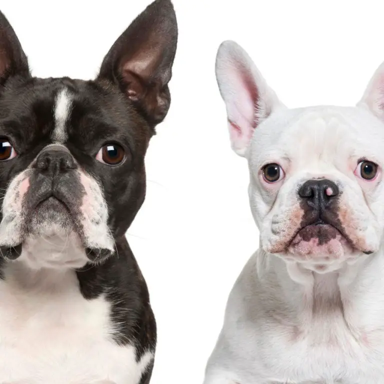 Boston Terrier vs French Bulldog Comparison