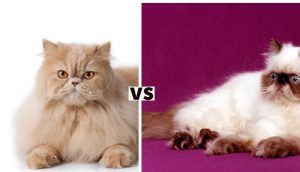 Persian Cat vs Himalayan Cat