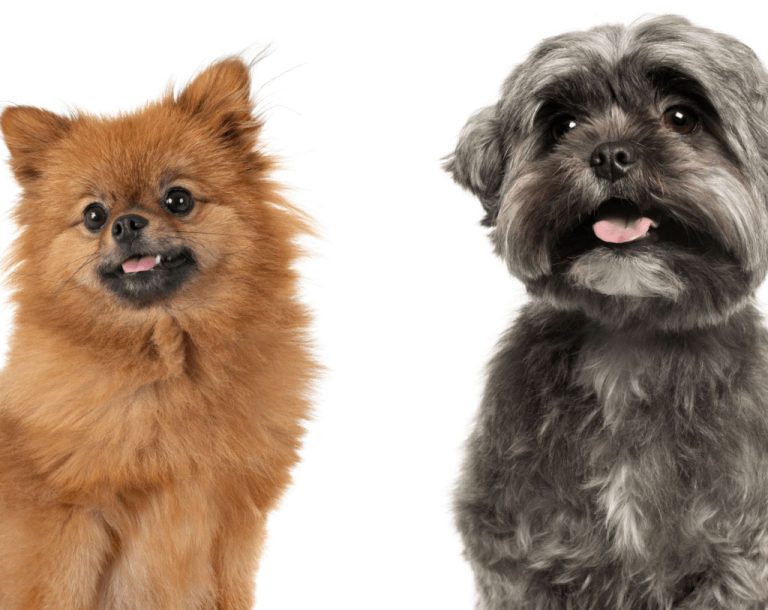 Pomeranian vs Shih Tzu Dogs