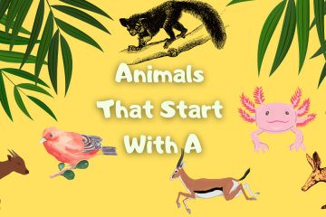 Animals That Start With A
