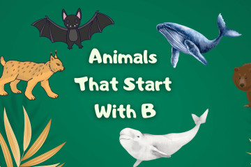 Animals That Start With B