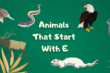 Animals That Start With E