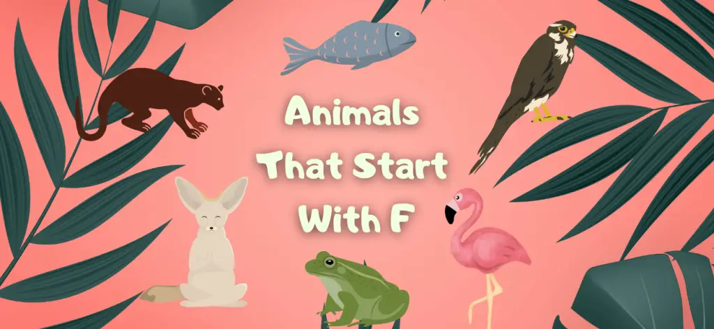 Animals That Start With F