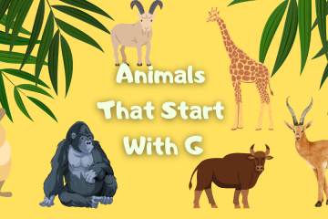 Animals That Start With G