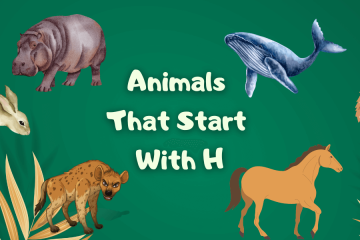 Animals That Start With H