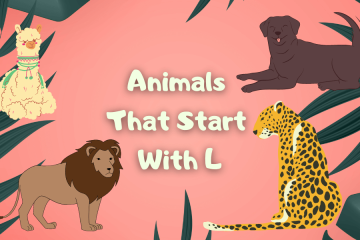 animals that start with l