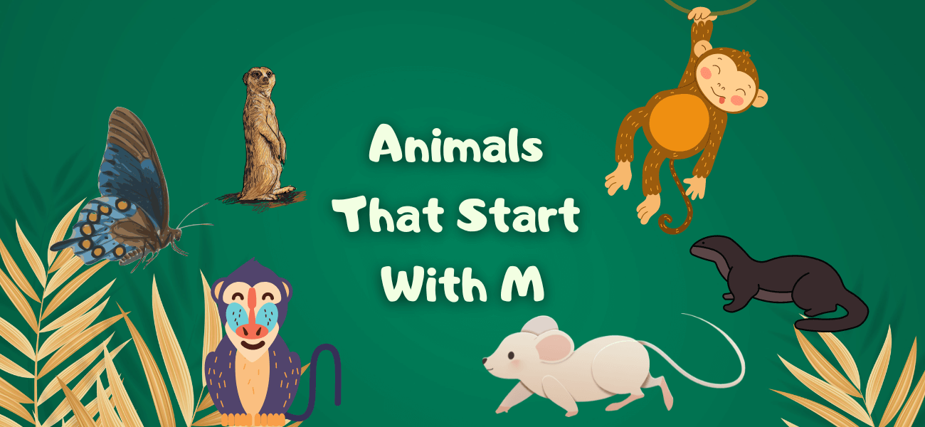 animals that start with m