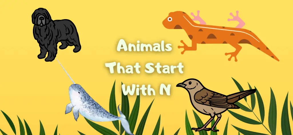 animals that start with n