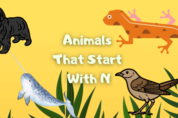 animals that start with n