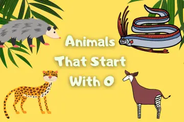animals that start with o