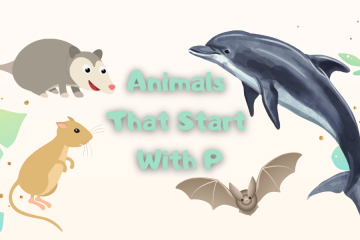 animals that start with p