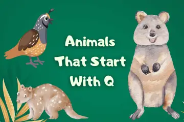 animals that start with q