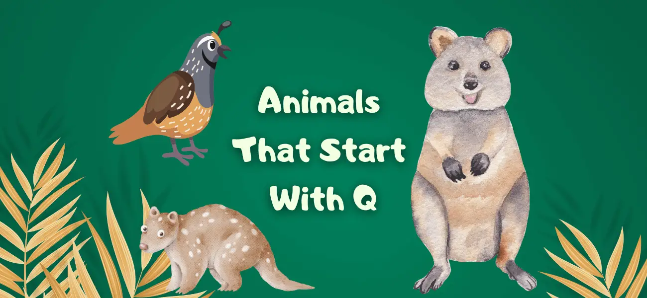animals that start with q