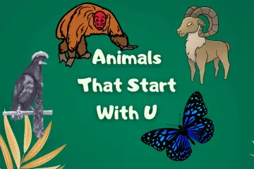 animals that start with u