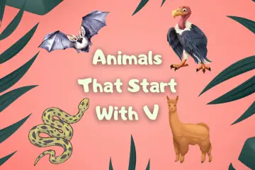 animals that start with v