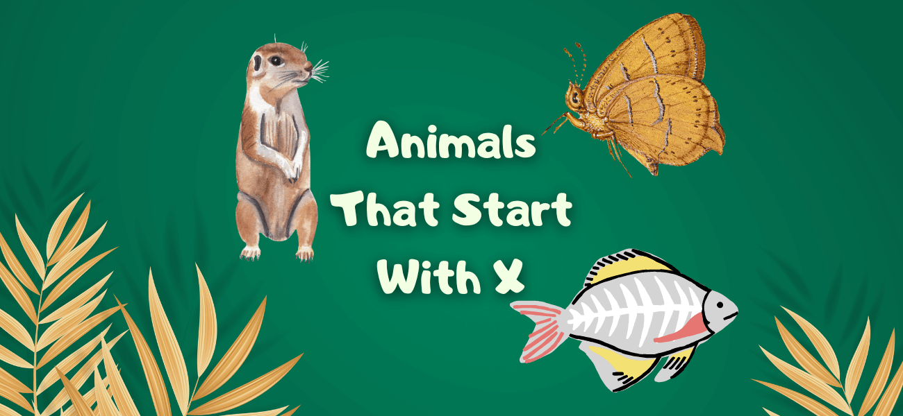 animals that start with x