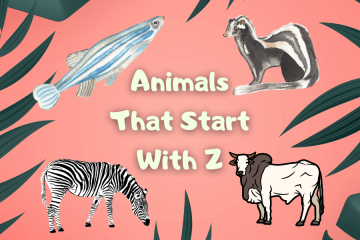 animals that start with z